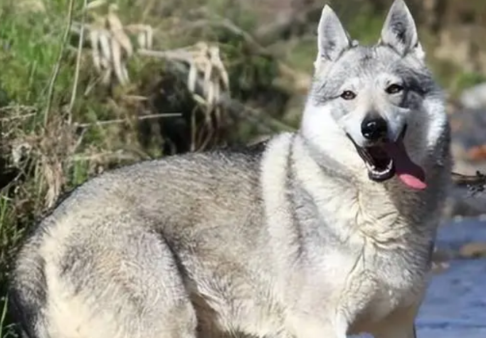 捷克狼犬呕吐怎么办?来看看吧 捷克狼犬呕吐怎么办?来看看吧