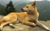 适合家养的本土狗，一文有答案！