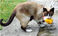 猫丢了预示着风水