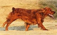 田野小猎犬怎么驱虫？来这里了解下吧