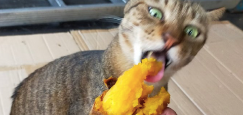 猫咪为什么会爱吃红薯皮呢