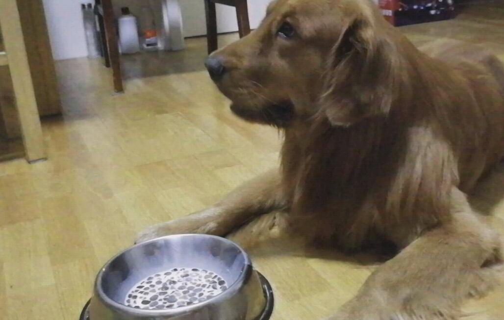 如何给狗泡狗粮视频