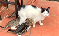 猫咪追母亲吃奶是为什么呢