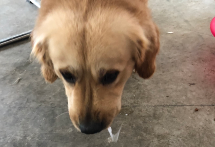 小狗狗呕吐白色粘稠泡沫怎么办