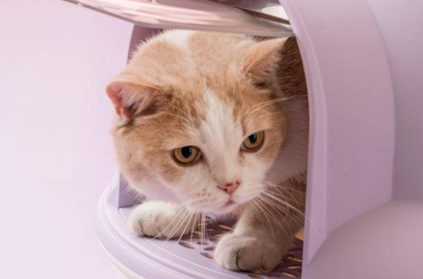 当着母猫的面杀死小猫是怎么回事？