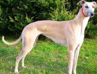 细犬怎么训练捕猎，这篇文章有答案！