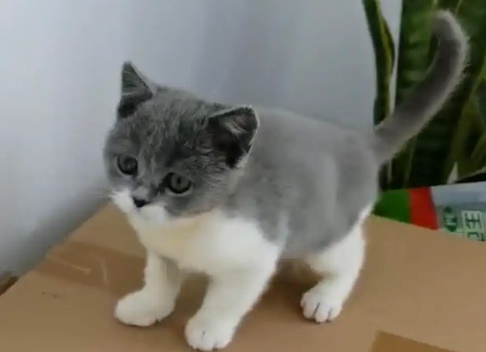 萌宠小知识:英短蓝猫可以喝纯牛奶吗? 萌宠小知识:英短蓝猫可以喝纯牛奶吗?