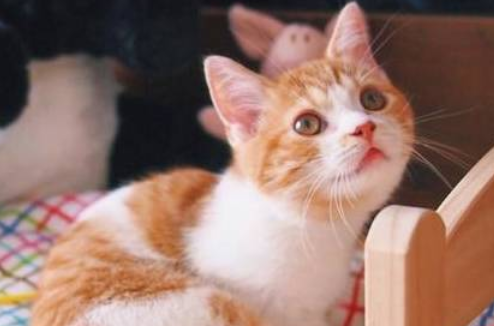 小奶猫肠炎症状及治疗,不清楚的快来看! 小奶猫肠炎症状及治疗,不清楚的快来看!