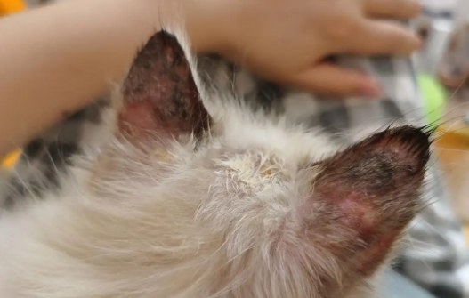 猫癣可以自己恢复吗