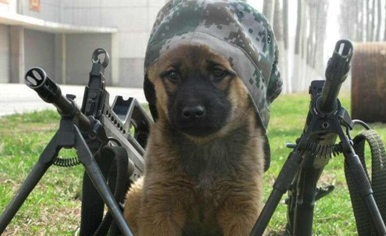 如何喂养军犬狗仔幼犬狗粮呢 如何喂养军犬狗仔幼犬狗粮呢