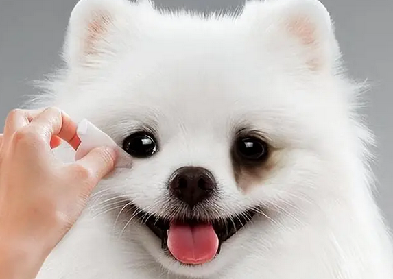 博美泪痕怎么去除