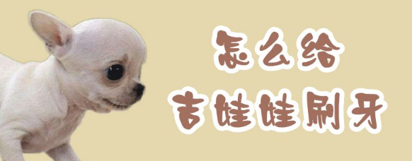 怎么给吉娃娃刷牙?保证您能轻松学会 怎么给吉娃娃刷牙?保证您能轻松学会