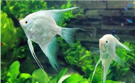 燕鱼肠炎用什么药