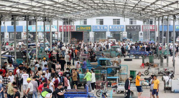 铁心桥宠物市场搬哪里 铁心桥宠物市场搬哪里