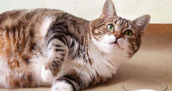 猫咪为什么吃不胖的原因