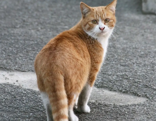 流浪猫为什么这么乖，我来告诉你！