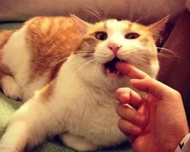 猫咪朝你叫为什么咬你呢 猫咪朝你叫为什么咬你呢