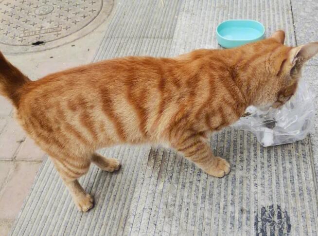 喂流浪猫多久形成喂养关系？这里了解一下吧