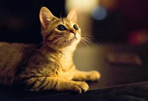 猫不见了有什么征兆 猫不见了有什么征兆