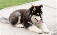 温顺不拆家的大型犬