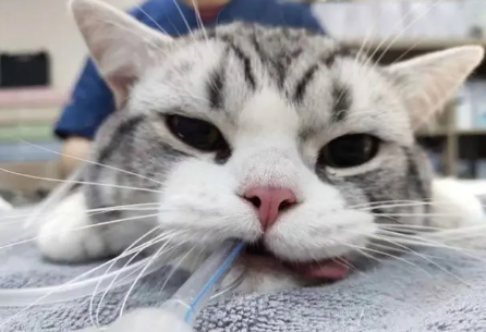 猫咪麻醉为什么睁眼睛呢怎么回事