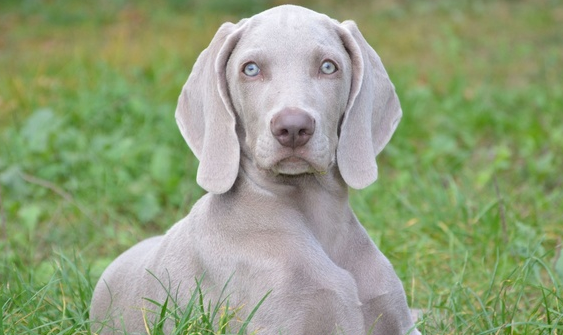 威玛犬耳朵怎么清洁？来了解下吧