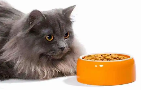 猫不爱吃东西是怎么回事儿 猫不爱吃东西是怎么回事儿