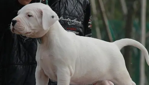 杜高犬不吃饭,首先要找到原因! 杜高犬不吃饭,首先要找到原因!