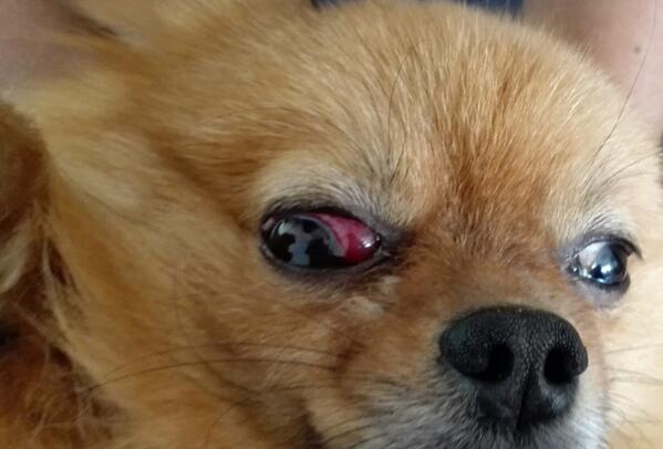 狗眼白有红血丝像虫子