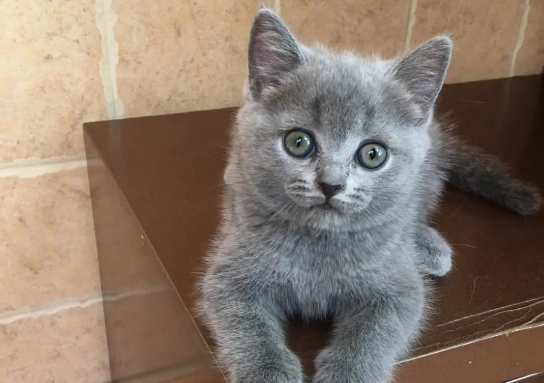 蓝猫不能吃什么食物?你都知道吗? 蓝猫不能吃什么食物?你都知道吗?