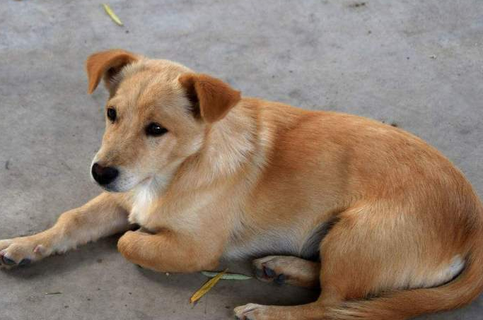 中华田园犬幼犬吃什么？来看一下吧