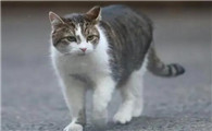 流浪猫会携带新型冠状病毒吗?本文给你答案