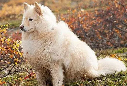 芬兰拉普猎犬性格好不好？不妨来看看吧