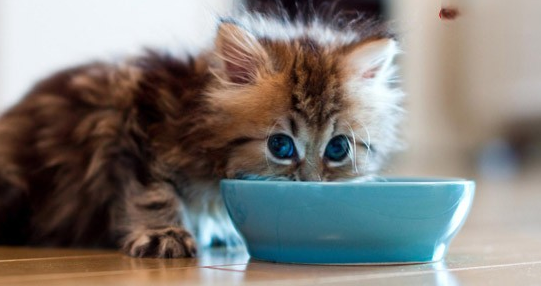 宠物猫狗怎么训练?快看这篇日常驯养技巧 宠物猫狗怎么训练?快看这篇日常驯养技巧