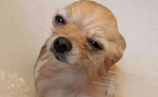 狗狗为什么洗澡之后还会臭