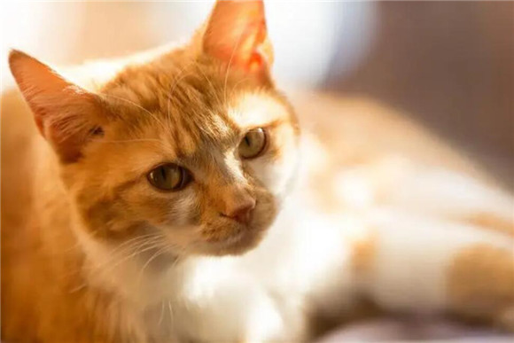 猫咪为什么需要散热片呢 猫咪为什么需要散热片呢