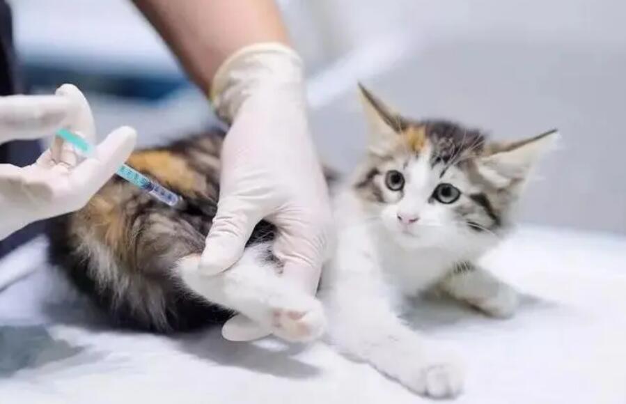 室内养的猫需要打疫苗吗