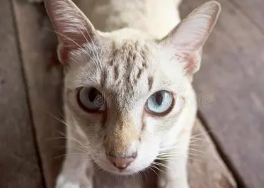 猫咪脑袋为什么有点突出呢