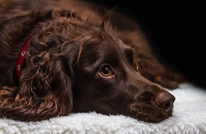 博伊金猎犬怎么训练?博伊金猎犬训练方法如下。 博伊金猎犬怎么训练?博伊金猎犬训练方法如下。