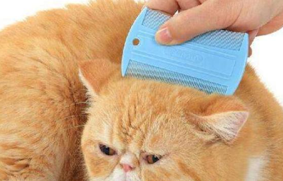 猫身上跳蚤怎么彻底去除呢 猫身上跳蚤怎么彻底去除呢