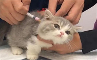 养宠物猫打什么疫苗好