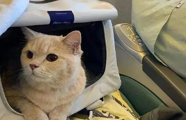 猫可以带上飞机客舱吗