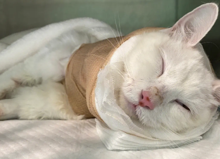 母猫绝育当天夜里死了