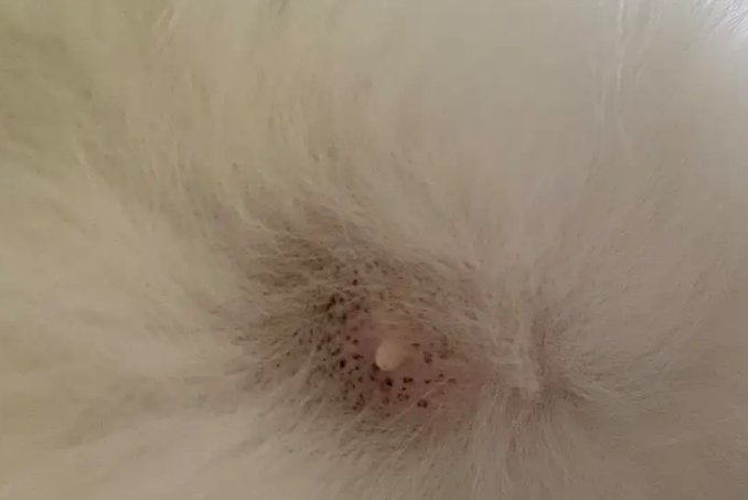 猫咪毛囊炎可以自愈吗