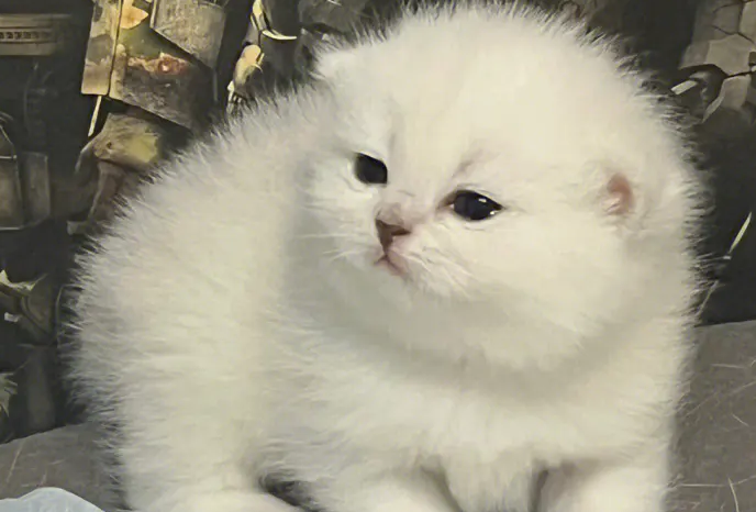 小奶猫在睡觉说明吃饱了吗?来看看吧 小奶猫在睡觉说明吃饱了吗?来看看吧