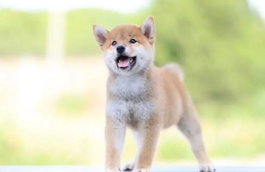 柴犬为啥不养白色 柴犬为啥不养白色