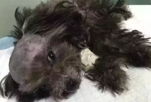 狗狗摔了后脑积水的能治