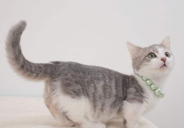 猫咪高兴的时候尾巴会怎么样