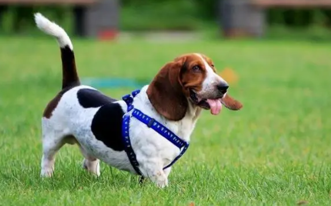 巴吉度犬多少钱一只