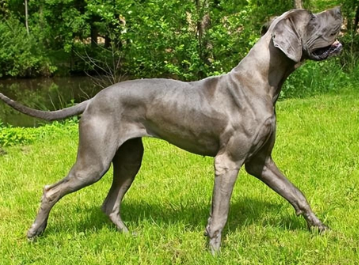 大丹犬吃什么狗粮好，一文告诉你！